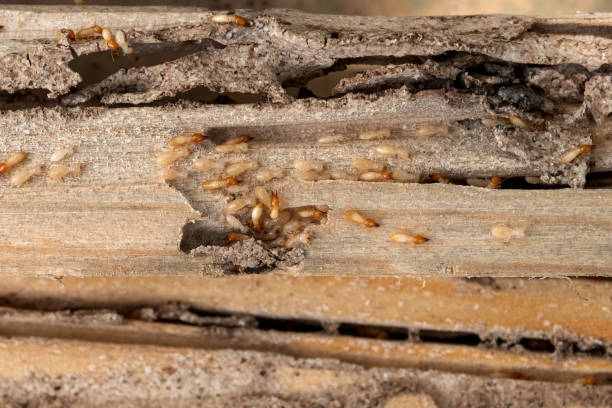 Best Bed Bug Extermination  in Mountain Brook, AL